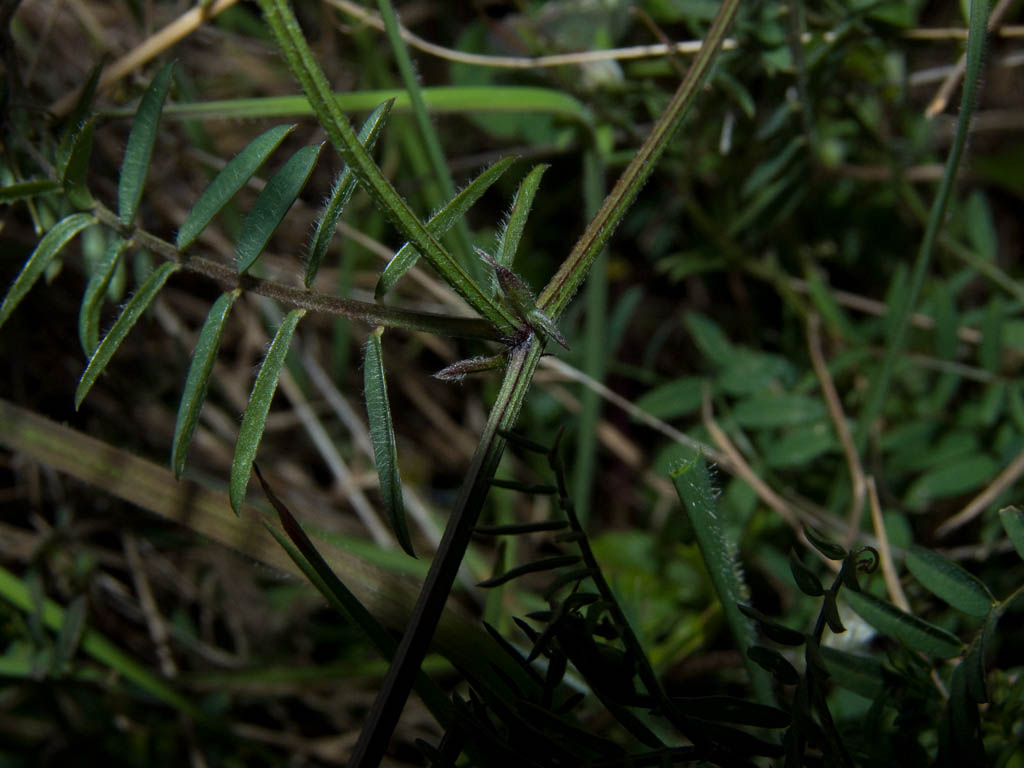 Vicia pseudocracca